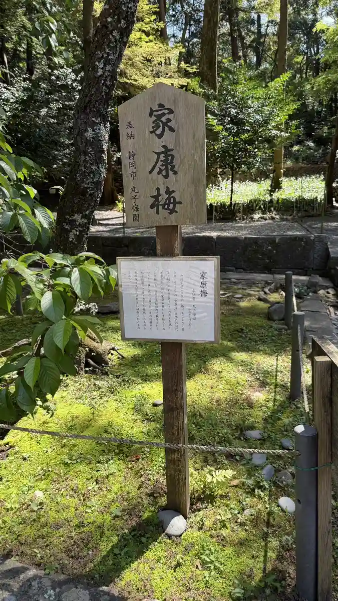 A tree label and explanatory card set among trees at Kunozan Toshogu, naming a plum tree associated with Ieyasu