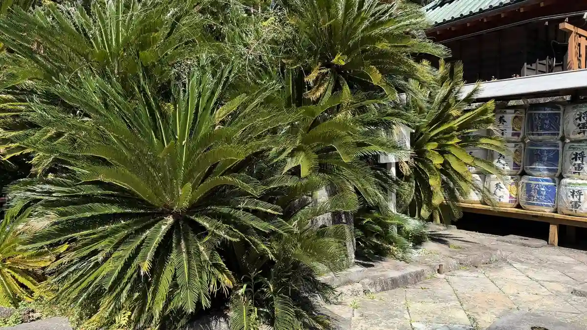 Cycad fronds growing close to an information board at Kunozan Toshogu