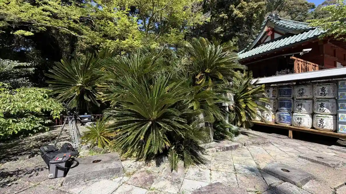 Cycads growing in the precinct of Kunozan Toshogu with a stone lantern in front
