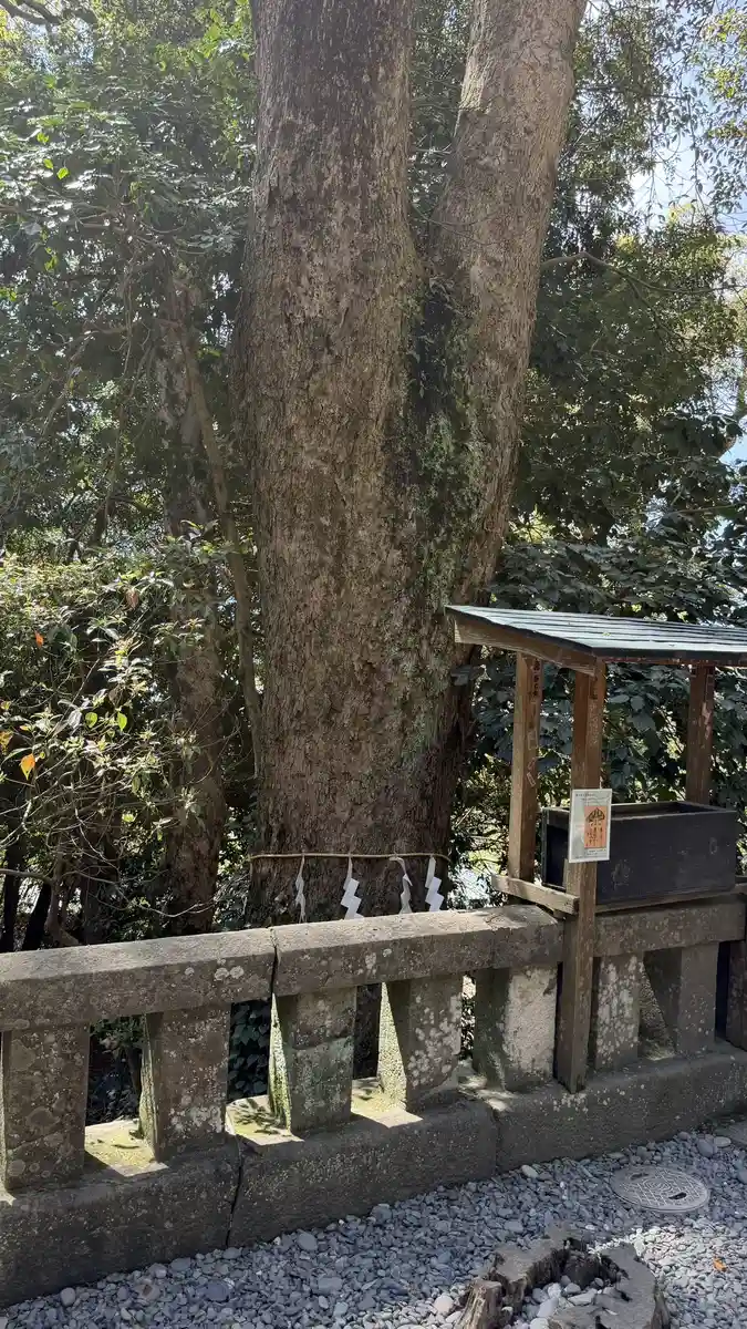 The trunk of the large camphor beside Ieyasu’s mausoleum, known as the money tree