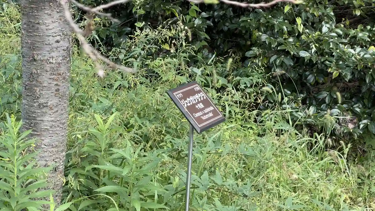 ジュウガツザクラの樹名板