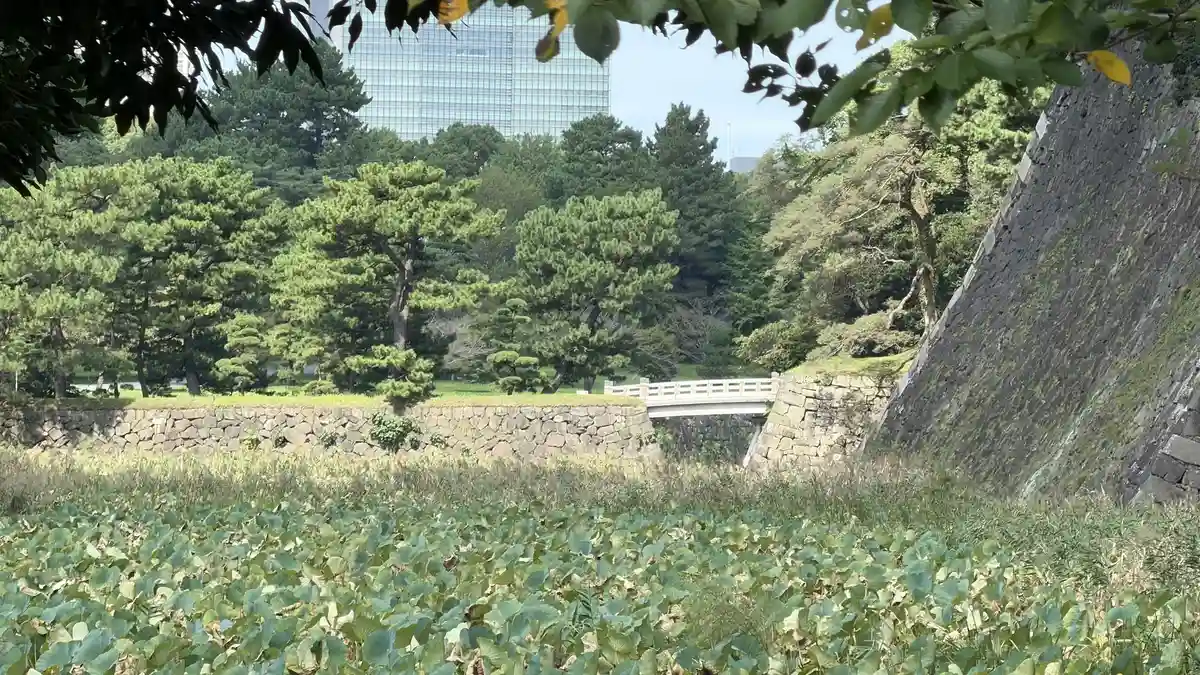 蓮池濠の奥の橋と石垣
